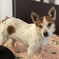 MELBA, Hündin zur Adoption