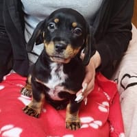 Bosco auf Pflegestelle 63457 Hanau, Hund zur Adoption