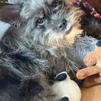 Saba° in 82362 Weilheim, Hündin zur Adoption