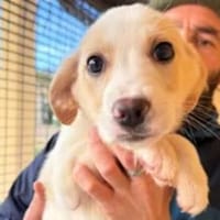 ALBA - einfach zum Verlieben, Hündin zur Adoption