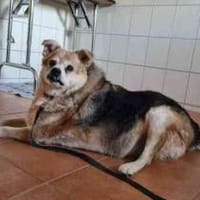 Lucky, su. ebenerdiges Zuhause, Hund zur Adoption