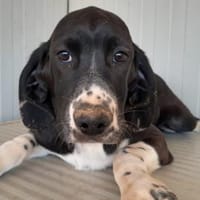 Möchten Sie Chloe adoptieren?, Hündin zur Adoption