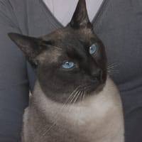 Espresso, katers ter adoptie