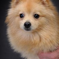 Iggy° in 65195 Wiesbaden, Hund zur Adoption