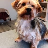 Sahil, Hund zur Adoption