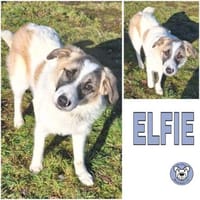 ELFIE -rundum tolles Hundekind-, Hündin zur Adoption
