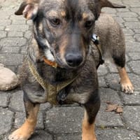 Yumi° 86529 Schrobenhausen, Hündin zur Adoption