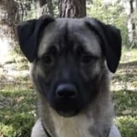 Kirin sucht tolle Menschen, Hund zur Adoption