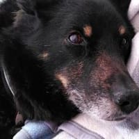 Jargo sucht hundeerfahrene Menschen, Hund zur Adoption