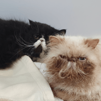 ROMEO, chat à adopter