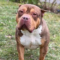 Nami CAA14772, chienne à adopter