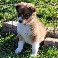 Bella, chienne à adopter