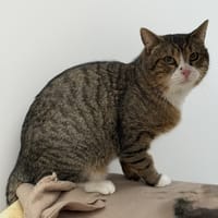 Amadeus CAB5196, chat à adopter