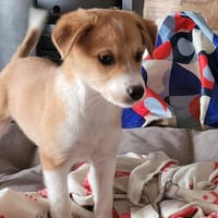 Bagarre, chien à adopter