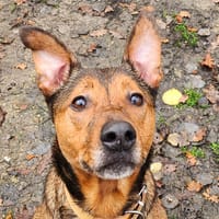 PRINCE, chien à adopter