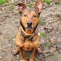 PRINCE QCN, chien à adopter