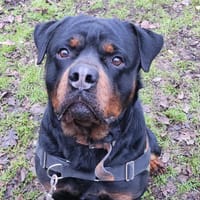 NOUNOURS QCN, chien à adopter