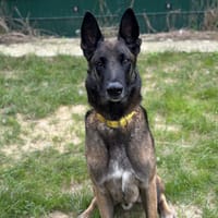 OSLO, chien à adopter