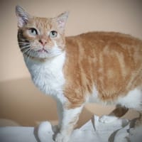 BUENO CHA, chat à adopter
