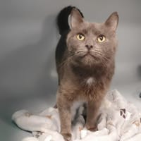 BABOUCHE, chatte à adopter