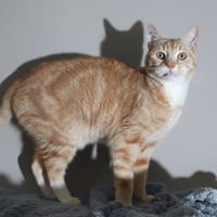 POTIRON, chat à adopter