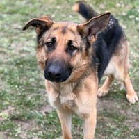 Roxy CAA14769, chienne à adopter