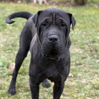 Foxi CAA14771, chienne à adopter