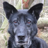 NUTTY, chienne à adopter