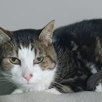 PIXELLE, chat à adopter