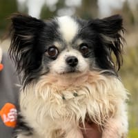 Hugo CAA14768, chien à adopter