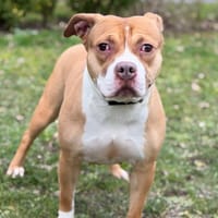 Vely CAA14774, chienne à adopter