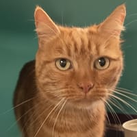 LLENGE C, chat à adopter