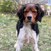 Neo CAA14770, chien à adopter