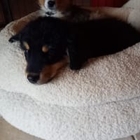 Bloom, chienne à adopter