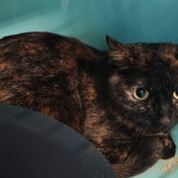 TORTIE, chatte à adopter