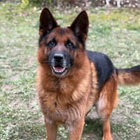 Blako CAA14775, chien à adopter