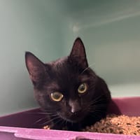 Mélody, chatte à adopter