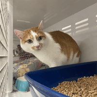 lucky, chat à adopter