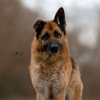 ONYX, chienne à adopter