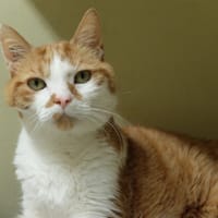 BABOU PAB28466, chat à adopter