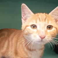 LUMEAUX C, chat à adopter