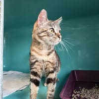 KIESSE C, chatte à adopter