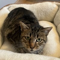 perle chez lola, chatte à adopter