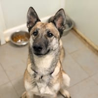 ULYSSE, chienne à adopter