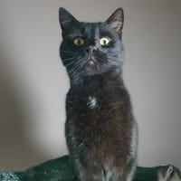 BATMAN CHA, chat à adopter