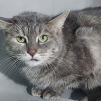 SOPHIE CHA, chatte à adopter