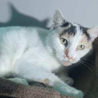 GERTRUDE, chatte à adopter