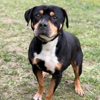 Locco CAA14773, chien à adopter