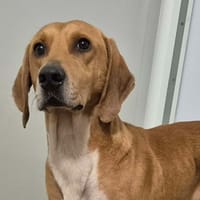 LAMBORGHINI QCN, chien à adopter