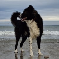 Tobias, chien à adopter